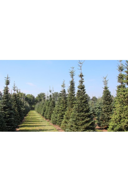 Ялиця високоросла / Нобіліс